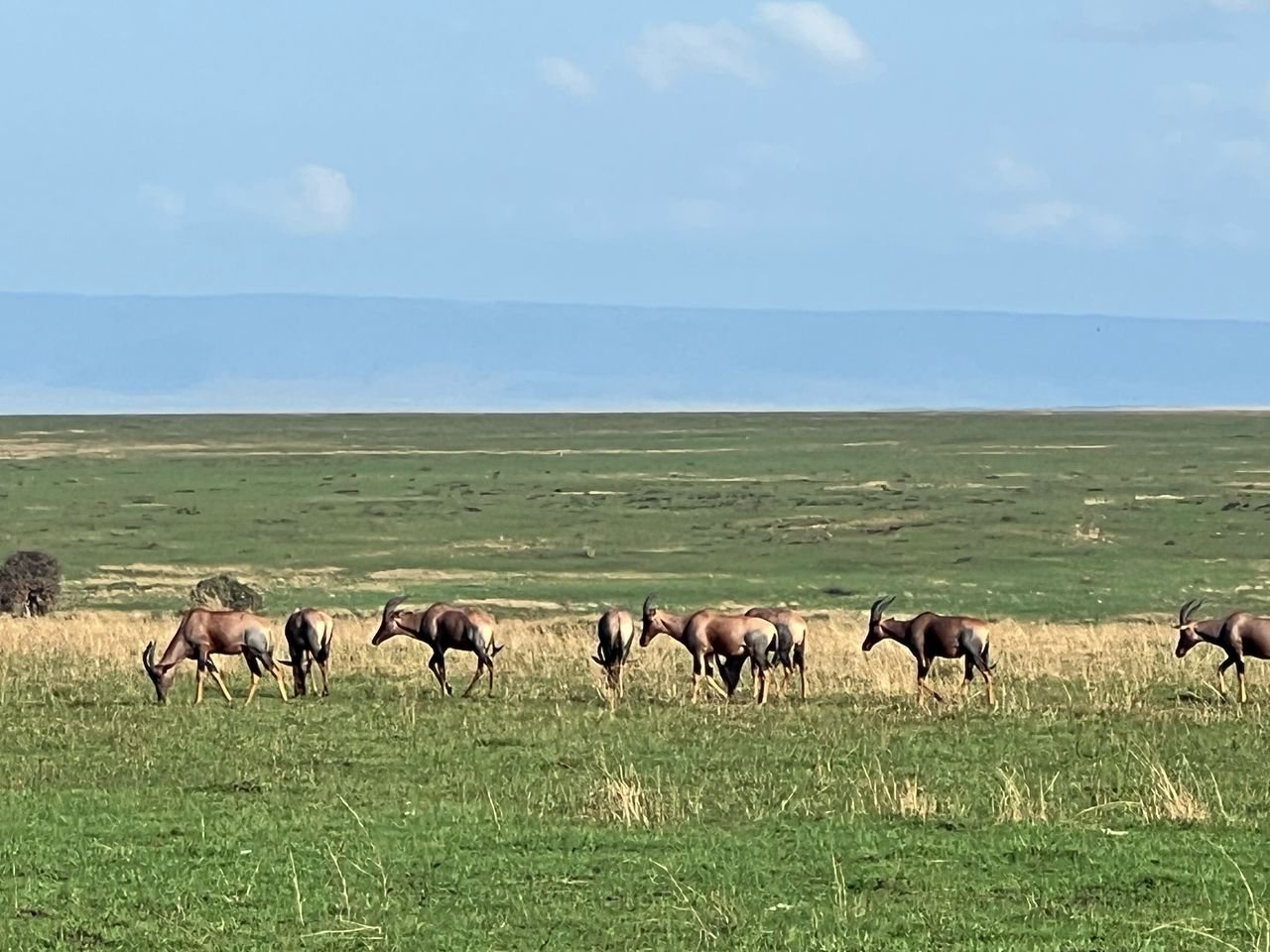 Safari Experience